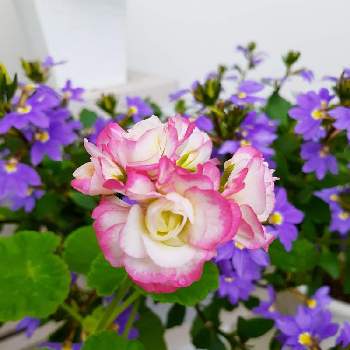 スカエボラ❤の画像 by マルナムさん | エントランスとピンクの花と小花会と ゼラニウムとお花大好きと癒されますとスカエボラ❤と鉢植えとGSの皆様に感謝と青い花マニアとチーム・ブルーとチーム・ブルーNo.104