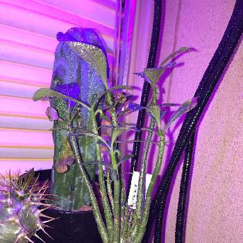 アデニウム ソマレンセの投稿画像一覧 Greensnap グリーンスナップ