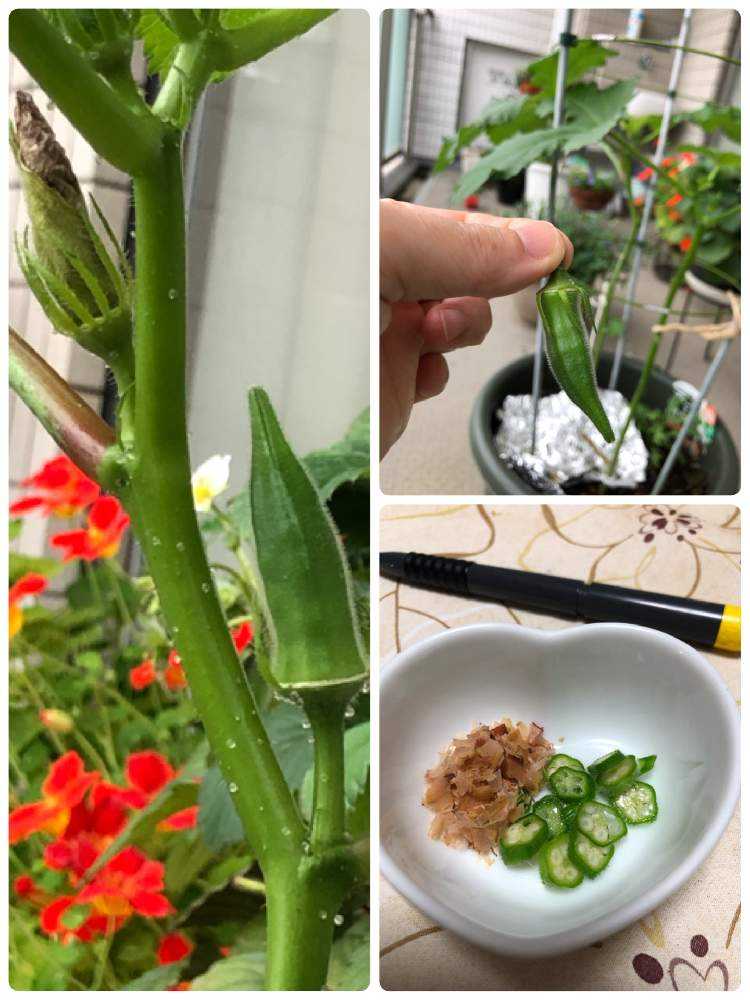 ベランダでオクラ Greensnap グリーンスナップ