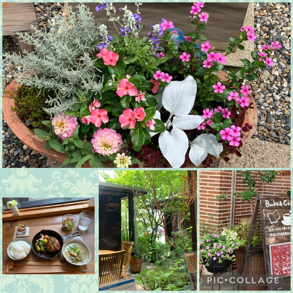 ジニアの投稿画像 By くみちゃんさん ニチニチソウとミニニチニチソウと寄せ植えとコロナに負けるな と素敵な空間と目の保養とかわいいお花とファイト 21月7月5日 Greensnap グリーンスナップ