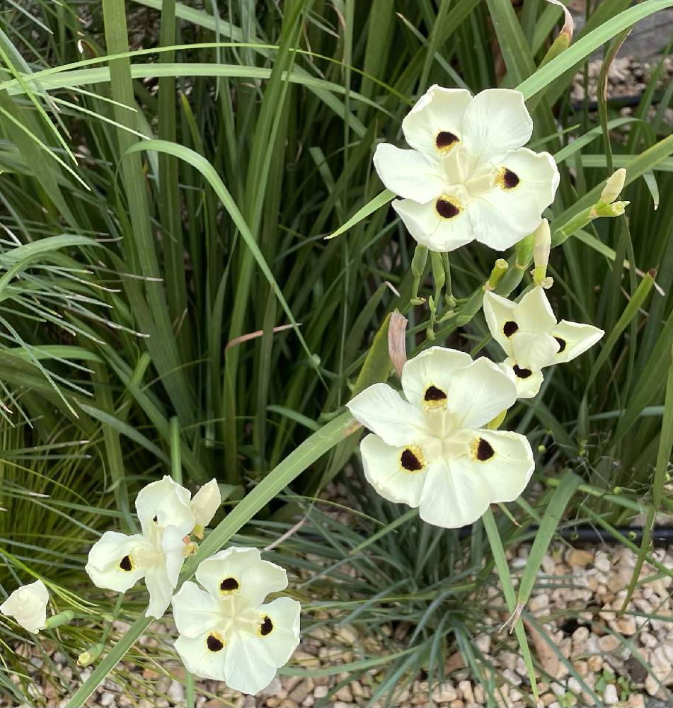 イキシアの投稿画像 By ソトジさん 21月7月5日 Greensnap グリーンスナップ