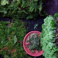 セラギネラの育て方 水やりや日当たりの加減は Greensnap グリーンスナップ セラギネラの育て方 水やりや日当たりの加減は Greensnap グリーンスナップ
