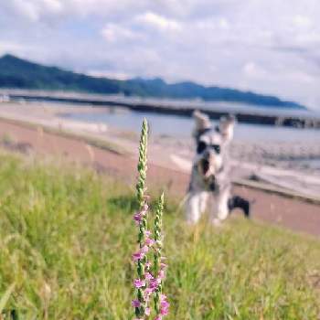 懐かしい花の画像 by satsuki＆mei_kachan(noriko)さん | お出かけ先とネジバナとネジバナ(モジズリ)とネジバナ発見と公園と懐かしい花ともじづりとピンクとネジバナ♪と散歩中とお花大好き♡とミニチュアシュナウザーと花と緑と犬と犬の散歩コースと新潟県
