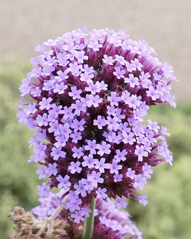 ヤナギハナガサの投稿画像 By Hotaruさん サンジャクバーベナとお出かけ先と紫色と花のある暮らしと青い花マニアと野草 山野草と紫色と花 のある暮らしと青い花マニアと野草 山野草 21月7月5日 Greensnap グリーンスナップ Greensnap グリーンスナップ