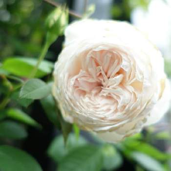 半日陰の庭の投稿画像一覧 Greensnap グリーンスナップ