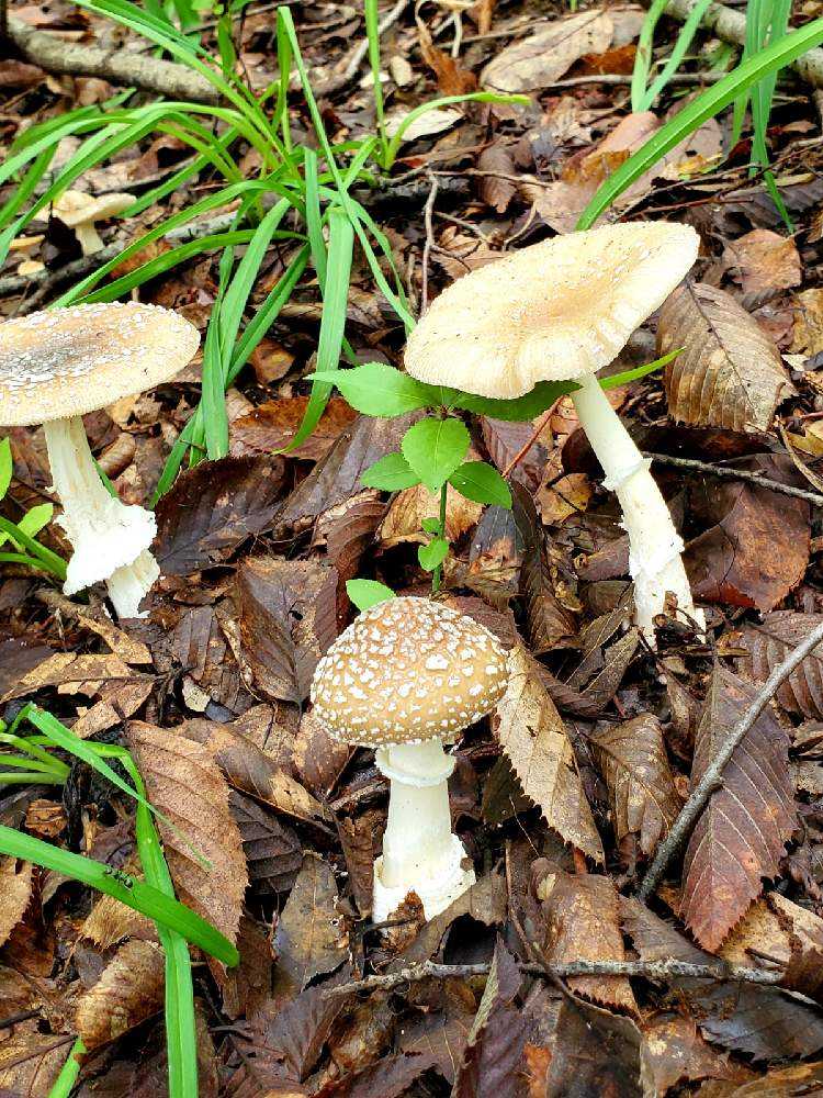 よく「名前を教えて！」にでてくるきのこ一覧 第一弾｜🍀GreenSnap