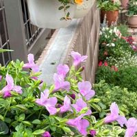 花のある暮らし,癒し…♡,花いろいろ,スーパートレニア  カタリーナ,スーパートレニアカタリーナ　ピンクリバーの画像