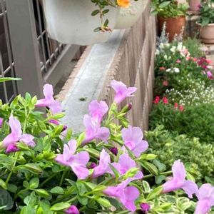 花のある暮らし,癒し…♡,花いろいろ,スーパートレニア  カタリーナ,スーパートレニアカタリーナ　ピンクリバーの画像