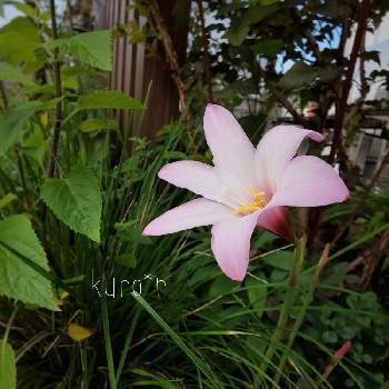 kuro*riのメインガーデンの画像 by Kuro*riさん | 小さな庭とサルビア・ガラニチカとレインリリー(ゼフィランサス)と開花とナチュラルライフと多年草と小さな幸せ♡と植物がある暮らしとナチュラルスタイルとkuro*riのメインガーデンと花のある暮らしと夏に向けてと梅雨の晴れ間と球根植物と地植えと花も多肉も好き
