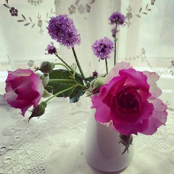 バーベナメテオールシャワーの画像 by おーちゃんさん | 部屋とシェエラザードとバーベナメテオールシャワーと植物大好きとお花大好きと♡薔薇が好き♡とアプリコット色が好き