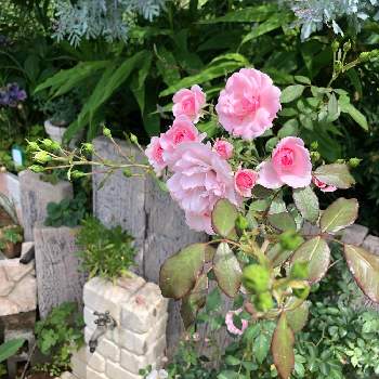 ボニカ'82の画像 by クリムゾングローリーさん | 小さな庭とボニカ'82と銅葉アカシアとガーデンとばら バラ 薔薇とピンクの花とマイガーデン♡とかわいい❤