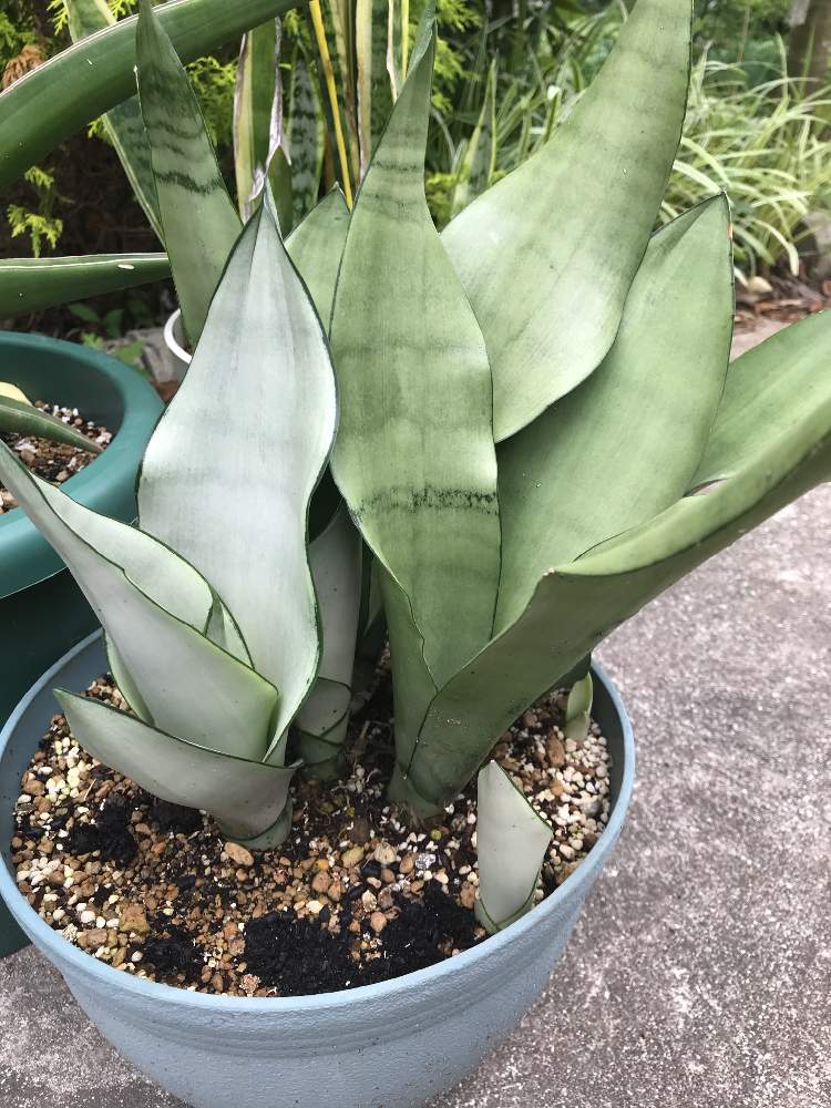 サンスベリア ムーンシャインの投稿画像 By Nazuさん 子株と観葉植物とサンスベリア属と サンスベリア 21月7月5日 Greensnap グリーンスナップ