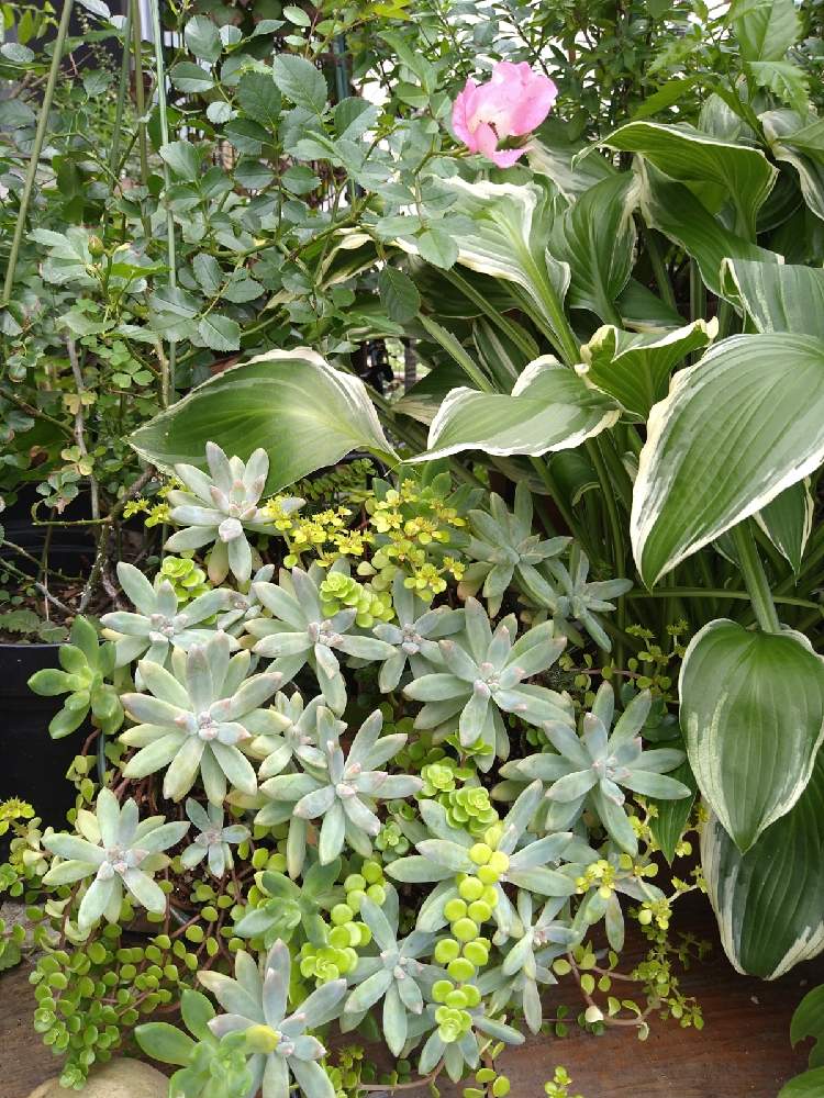 秋麗の投稿画像 By リナリアさん ギボウシとバラとマルバマンネングサと多肉植物と寄植えとホスタ ギボウシとばら 薔薇 バラと鉢植え 21月7月5日 Greensnap グリーンスナップ