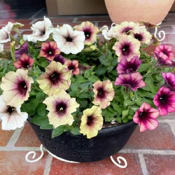 ペチュニア カプチーノの投稿画像一覧 Greensnap グリーンスナップ