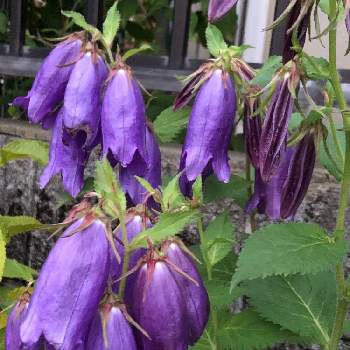 せまい庭の画像 by カンパニュラさん | 小さな庭とホタルブクロとムラサキの花と蜜な庭♥︎とせまい庭とカンパニュラ♡とムラサキ色がキレイと今日のお花とだいすき♥️と小さな幸せ♡と♥︎すてき♥︎と花好きと花のある暮らしとお花に癒されて❤️と紫♡紫