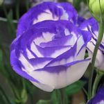 トルコキキョウnf秋ピンクの一覧 Greensnap グリーンスナップ