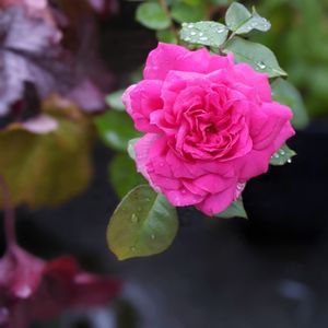 サーポールスミス,バラ サー ポール スミス,バラ 鉢植え,つるバラ,いい香り♡の画像