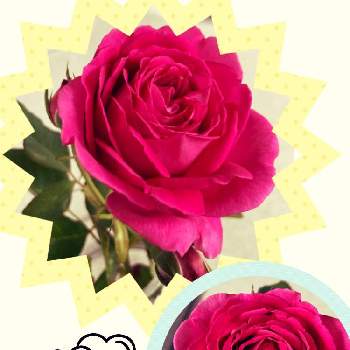 庭の薔薇の画像 by めぐみさん | 部屋と薔薇と花のある暮らしと庭の薔薇と仏様へ