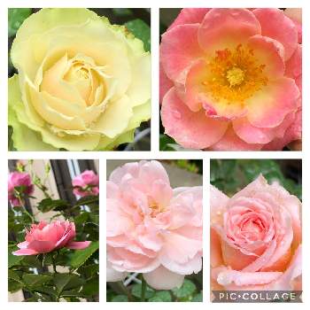 バラ　ミントティの画像 by rupuさん | 小さな庭とバラ あおいとバラ アブラハム・ダービーとエルとクィーンオブスウェーデンとバラ　ミントティとバラタニランと薔薇愛同盟とがんばれ！がんばれ！とありがとう♡とピンク❤︎ピンクとおうち園芸とluireちゃん印と月曜日にはバラをとGSでバラ園とかわいいな♡とななちち印と埼玉県さいたま市