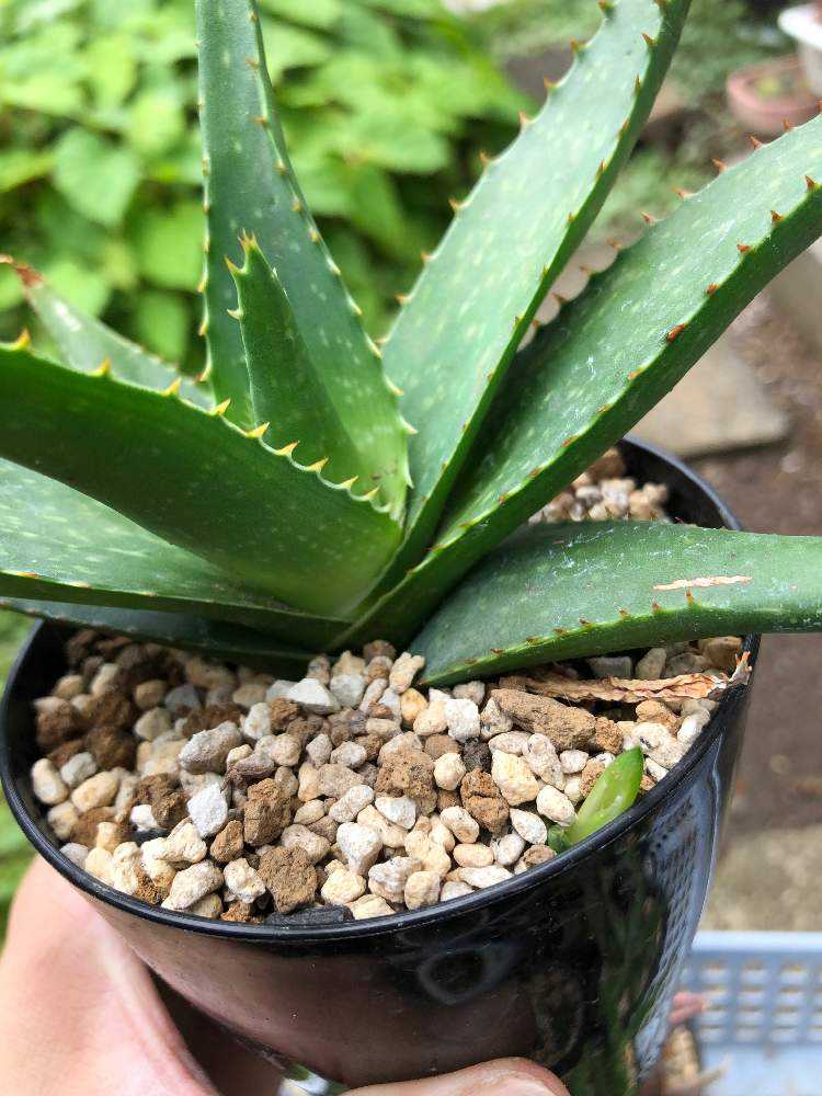 アロエ・ラウイー交配種｜🍀GreenSnap（グリーンスナップ）