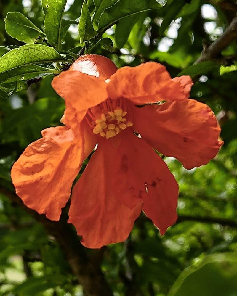 ザクロの投稿画像 By 醜男さん 柘榴とスマホ撮影と石榴と野草と山野草と花木と雑草と木の花とスマホ撮影と石榴と野草と山野草と花木と雑草と木の花 21月7月5日 Greensnap グリーンスナップ Greensnap グリーンスナップ