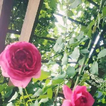 薔薇 パレードの画像 by シュシュさん | 小さな庭と薔薇 パレードとおうち園芸