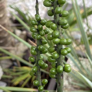 ヤシの花の投稿画像一覧 Greensnap グリーンスナップ