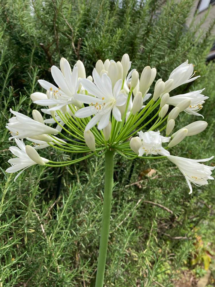 アガパンサス 白の投稿画像 By こなつさん 花の形が可愛いと育てる楽しみと千葉県と初めましての花とネコ好きと白花すき とつぼみがたくさんとステキなお花 21月7月5日 Greensnap グリーンスナップ