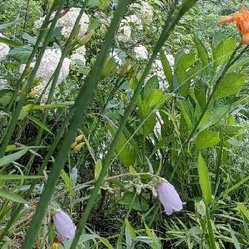 紫陽花フェスの画像 by 秋草さん | 広い庭とホタルブクロとヤブカンゾウとアナベルと白い花シリーズ❣️と紫陽花フェスと我が庭の野草たちとオレンジ色の花とピンクの花と白・しろ・ホワイトと紫陽花♡と白い花とアジサイ✽とヤブカンゾウ✽とホタルブクロ✽