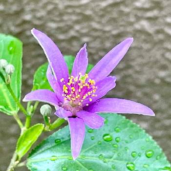 お花畑 の投稿画像一覧 Greensnap グリーンスナップ