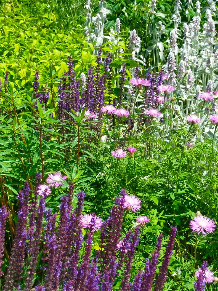 富良野ブルー ラベンダー 発根済み 30 Off