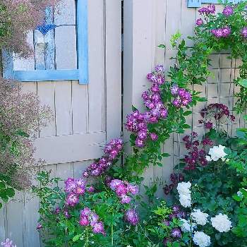 ラークスパー アールグレイの画像 by takako *さん | 小さな庭とスモークツリーとホワイトメディランドとファイルヘンブラウとラークスパー アールグレイとばらとヴィオレットゥと今日の花と北海道といやされると初夏