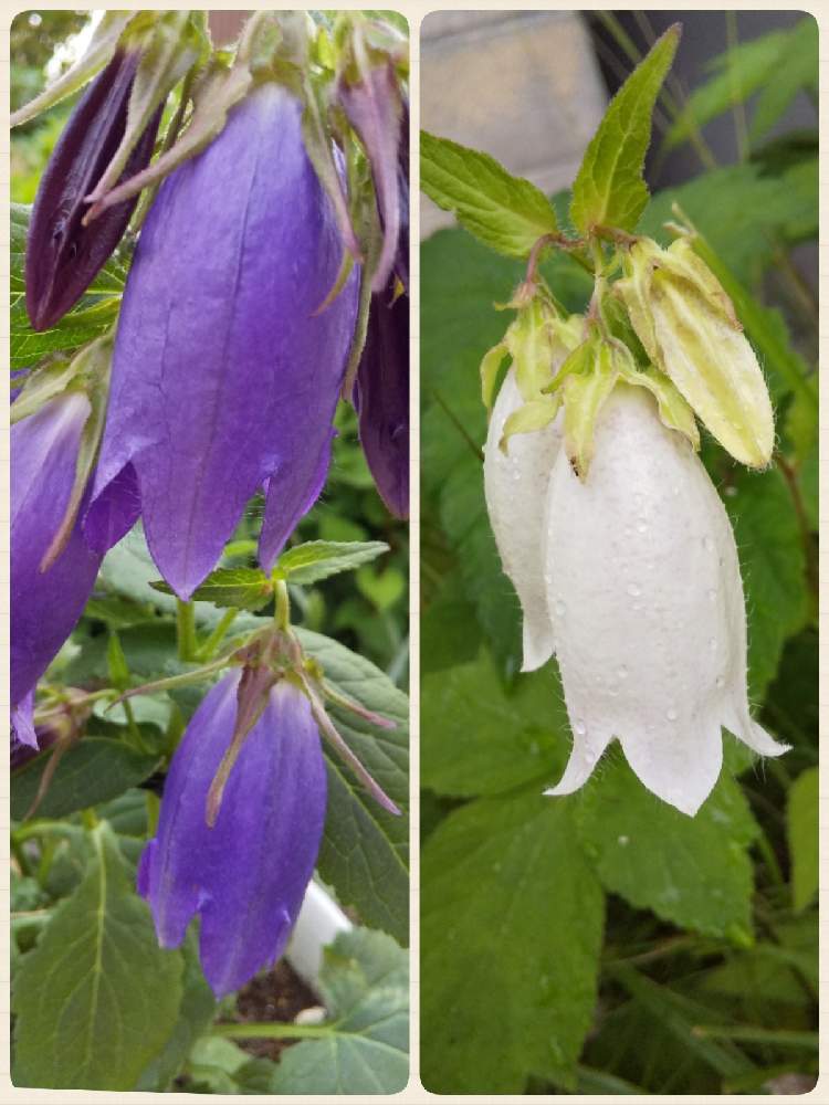 ホタルブクロの投稿画像 By ノッコちゃんさん 大切な癒やしと可愛い花とおきにいり と大好きなお花 とお花畑 と紫のおはなと花のある暮らしと白い花と清楚な花 21月7月5日 Greensnap グリーンスナップ