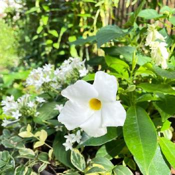 サンパラソル クリアホワイトの画像 by tamagopanさん | 小さな庭とサルビアとペンタスとヒメツルニチニチソウとサンパラソル クリアホワイトとサントリーサンパラソルとサントリー フラワーズと花を愛すると#花と生きるサントリーと花のある暮らしと寄せ植え大好き❤︎