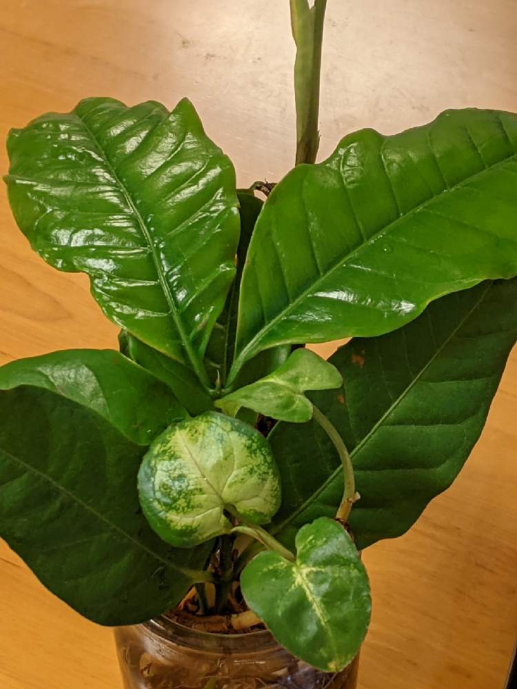 シンゴニウムの投稿画像 By ニッタノタマさん シンゴニュームとコーヒーの葉と観葉植物と葉っぱピカピカとおうち園芸と葉っぱつやつやと剪定後 21月7月5日 Greensnap グリーンスナップ