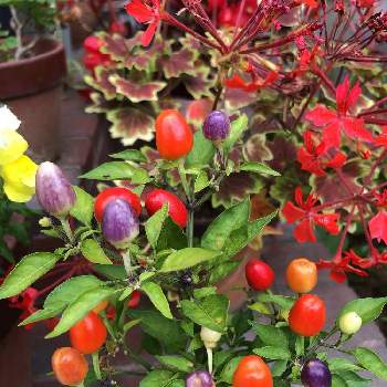 五色とうがらしの画像 by momokoさん | 五色とうがらしと観賞用植物とバラと夢CLUB
