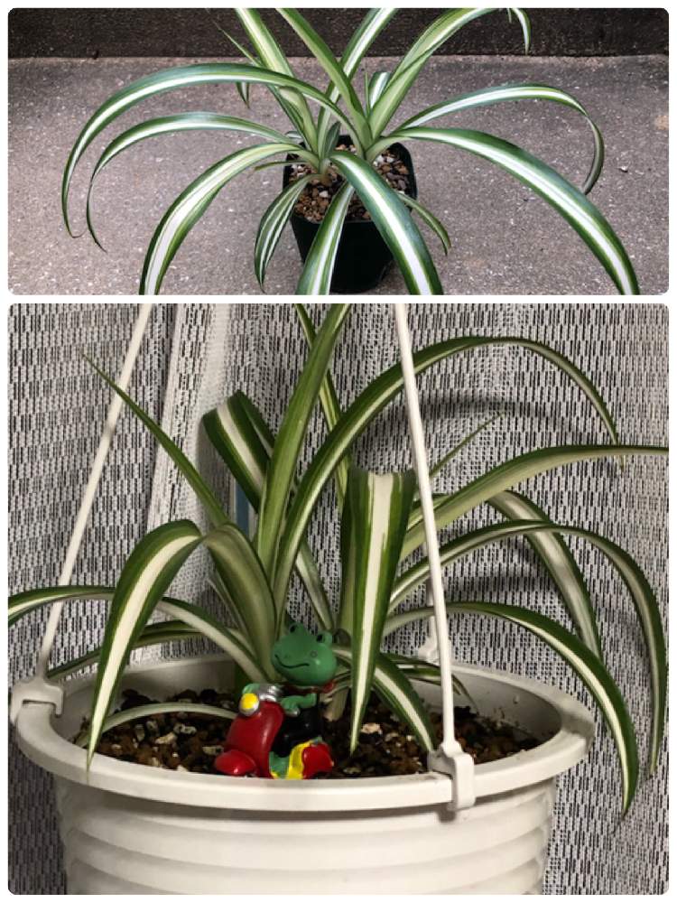 オリヅルランの投稿画像 By ゆっきんさん 植え替えとゆっきん S オリヅルラン 21月7月5日 Greensnap グリーンスナップ