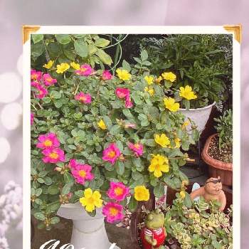 おやすみpicの画像 by MIRUMOさん | 小さな庭とポーチュラカと癒しとおやすみpicと❤️M.family❤️と可愛いと花のある暮らしと加工アプリ使用ですと♡My garden♡