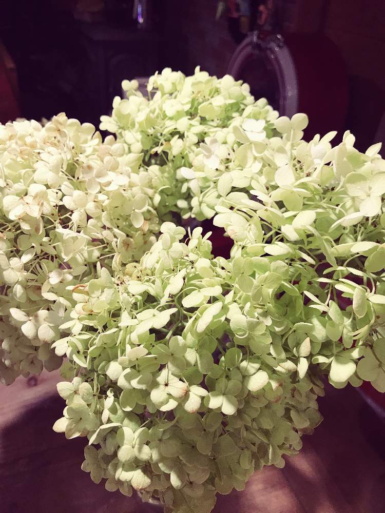 アジサイ アナベルの投稿画像 By いちこさん ドライフラワーと部屋とドライフラワー 21月7月5日 Greensnap グリーンスナップ Greensnap グリーンスナップ