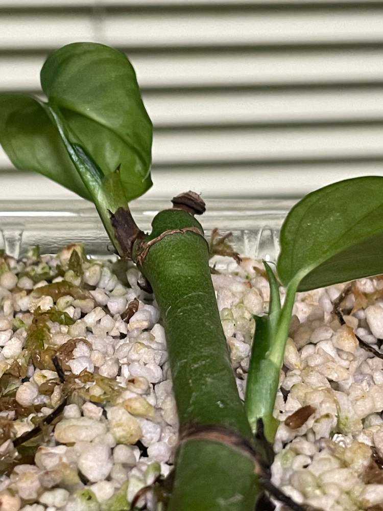 ① 斑入り マドカズラ 極斑入り 茎 茎伏せ