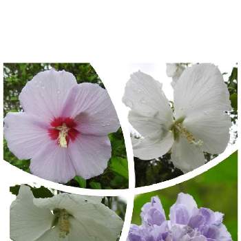 薄紫色の花♡の画像 by まっさんno.1さん | お出かけ先とピンクの花とムクゲ♡とGS映えと薄紫色の花♡と馬見丘陵公園⛲とウォーキングと白い花♡