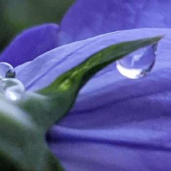 キキョウ✽の画像 by 秋草さん | 広い庭とキキョウと紫の花とむらさきのはなとキキョウ✽と雫・雨粒✽とあまつぶとグリーンアクセサリー♪