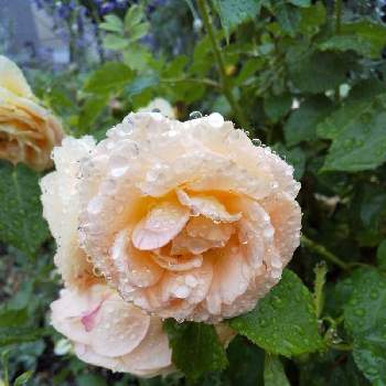 薔薇   ラ・ドルチェ・ヴィータの画像 by 池ちゃんさん | 小さな庭と雨に濡れる薔薇と薔薇   ラ・ドルチェ・ヴィータ