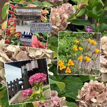 小海老草 こえびそう の投稿画像一覧 Greensnap グリーンスナップ