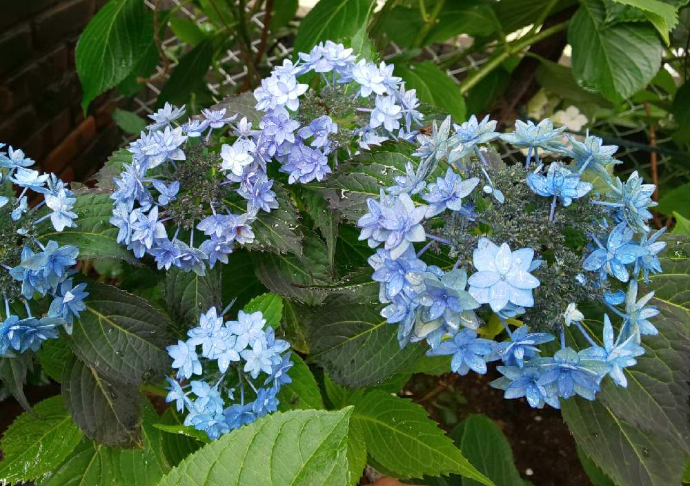 山紫陽花 おりひめの投稿画像 By はなはなさん 山紫陽花と紫陽花の花と庭の花と可愛い花と紫陽花大好きと紫陽花おりひめ と山紫陽花 21月7月6日 Greensnap グリーンスナップ