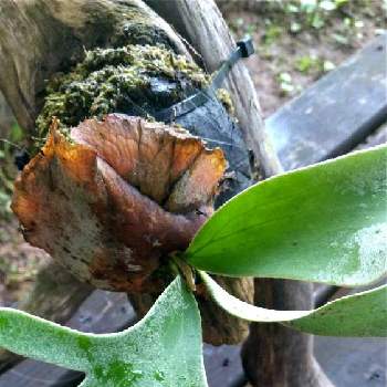 イラストの投稿画像一覧 Greensnap グリーンスナップ