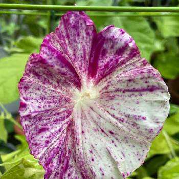 朝顔 黄斑入蝉葉紅吹掛絞丸咲大輪 吾妻絞 の投稿画像一覧 Greensnap グリーンスナップ