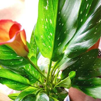 カラーの花の投稿画像一覧 Greensnap グリーンスナップ