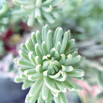 セダム フォステリアナムの投稿画像一覧 Greensnap グリーンスナップ