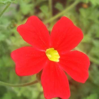 サンブリテニア・スカーレット♡の画像 by 一花さん | 小さな庭とサンブリテニア・スカーレット♡と真っ赤な火曜日